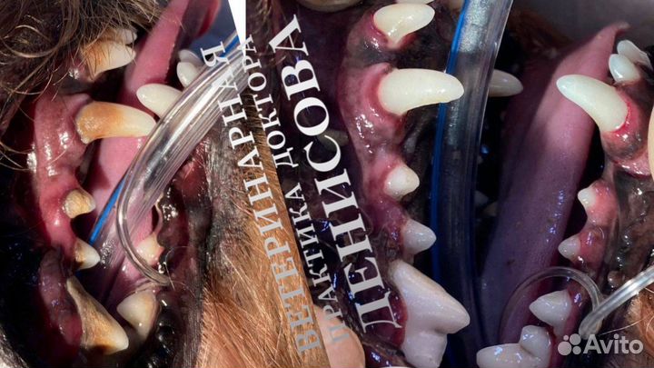 Ветеринарный врач Лечение животных