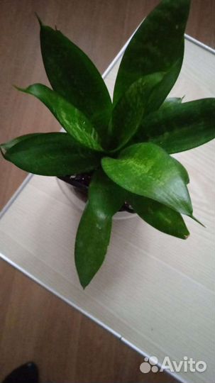 Сансевиерия