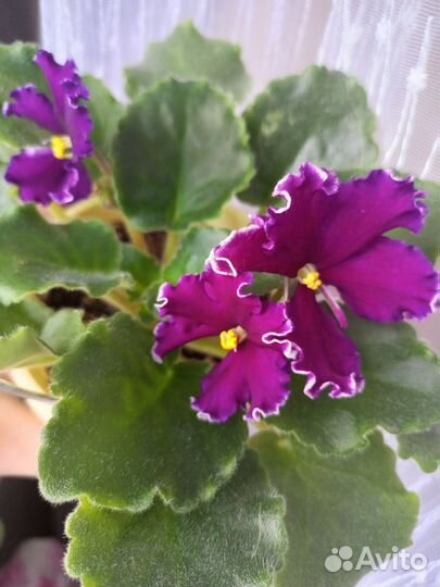 Фиалки сортовые