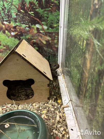 Чилийская белка дегу