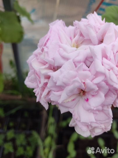 Герань пеларгония розебудная кашпо