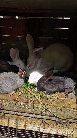 Кролики фландр и ризен