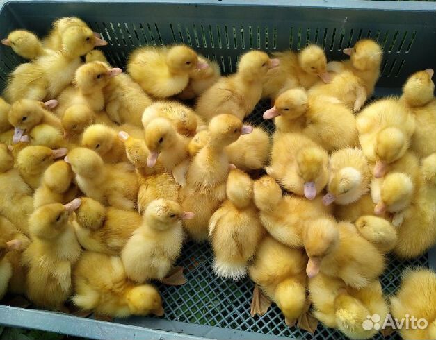 Цыплята суточные доминант. Утята