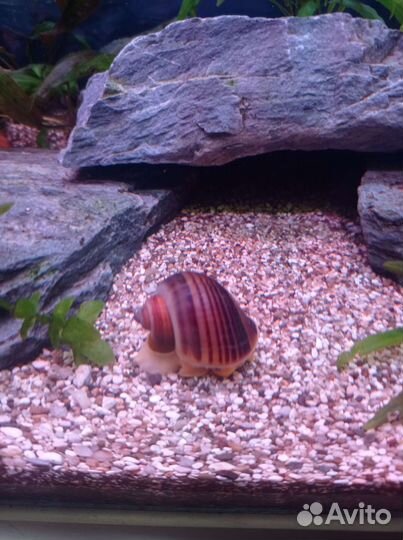 Улитки ампулярии, сомы, пецилии, растения