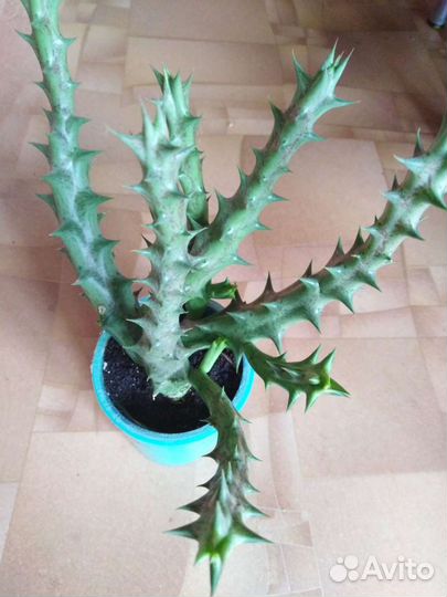 Суккуленты и Сансы Сортовые Часть 2