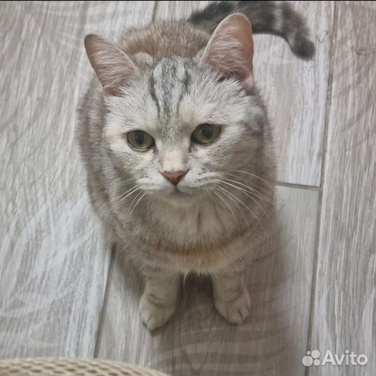 Одам бесплатно в добрые руки