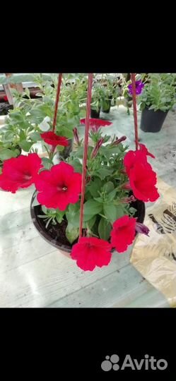 Рассада питуньи