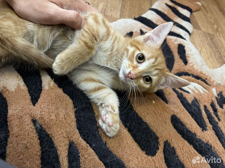 Отдадим котят в добрые руки