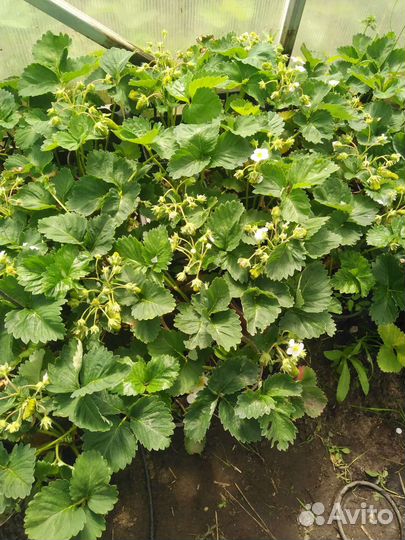 Саженцы клубники