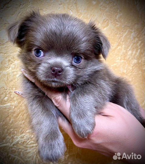 Щенки чихуахуа лиловый