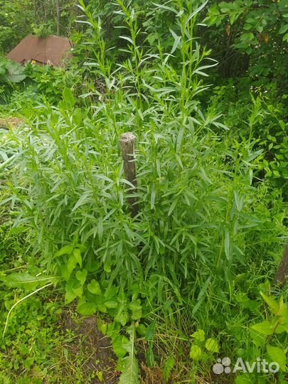 Мелисса,тархун,шнитт лук,ромашка,ирис