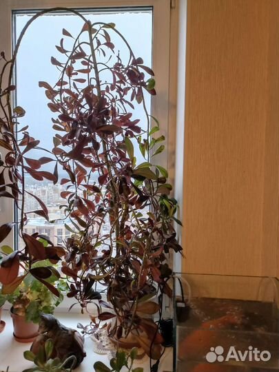 Синадениум (Дерево Любви)