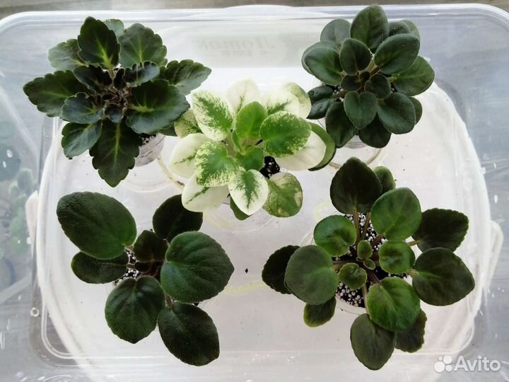 Наборы сортовых фиалок из 5штук