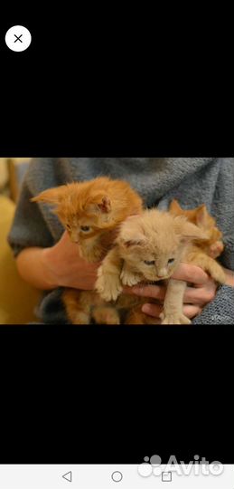Котята мейн кун