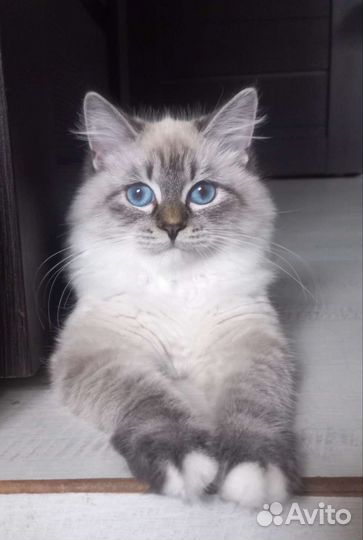 Невская маскарадная