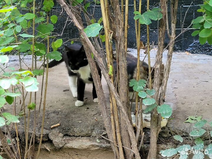 Котики нуждаются в помоши