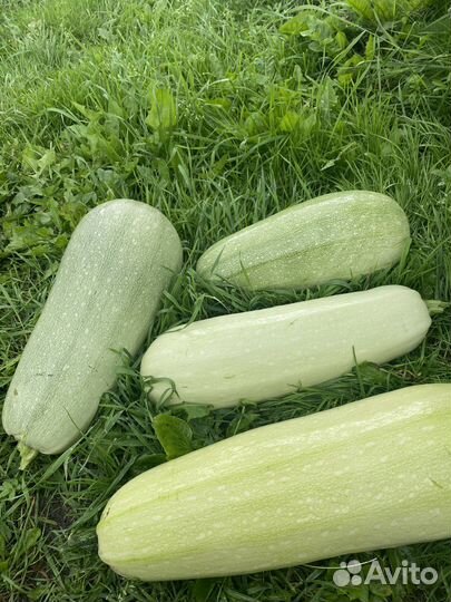 Кабачки домашние