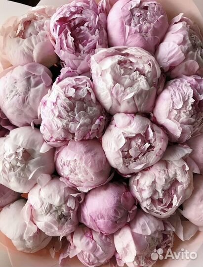 Цветы пионы и букеты с доставкой