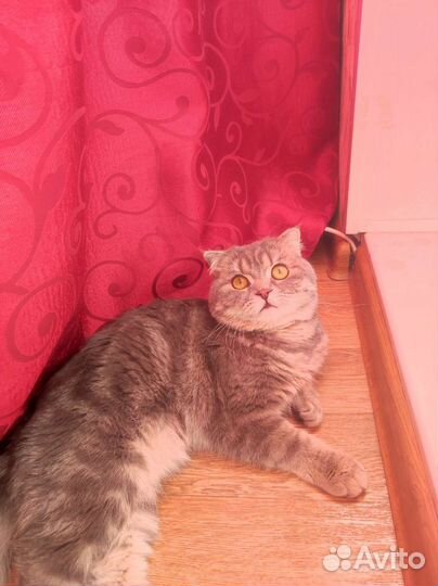 Шотландский кот на вязку