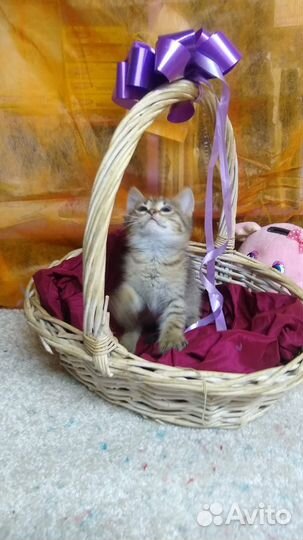 Котёнок девочка возраст 1 месяц