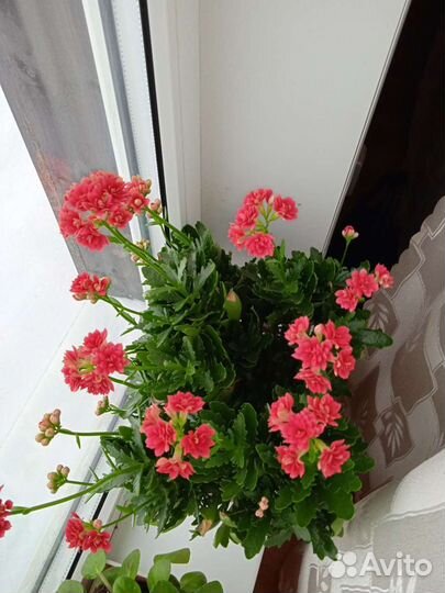 Продам цветы