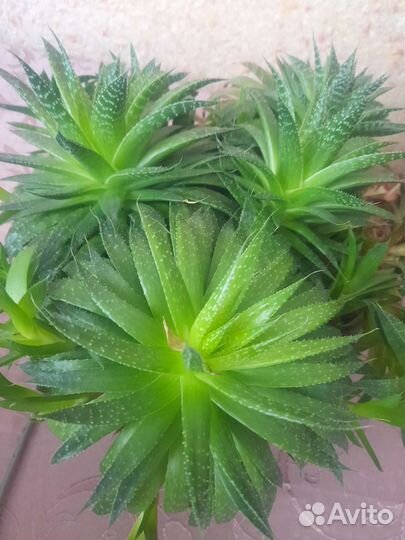 Суккуленты