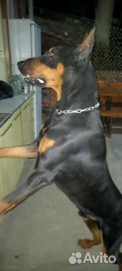 Доберман вязка