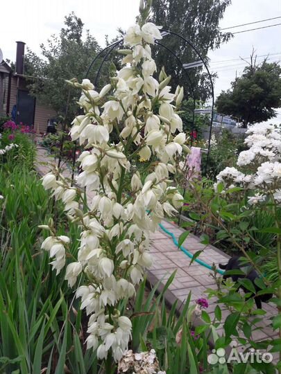 Юкка нитчатая