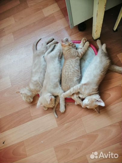 Кошка в дар бесплатно