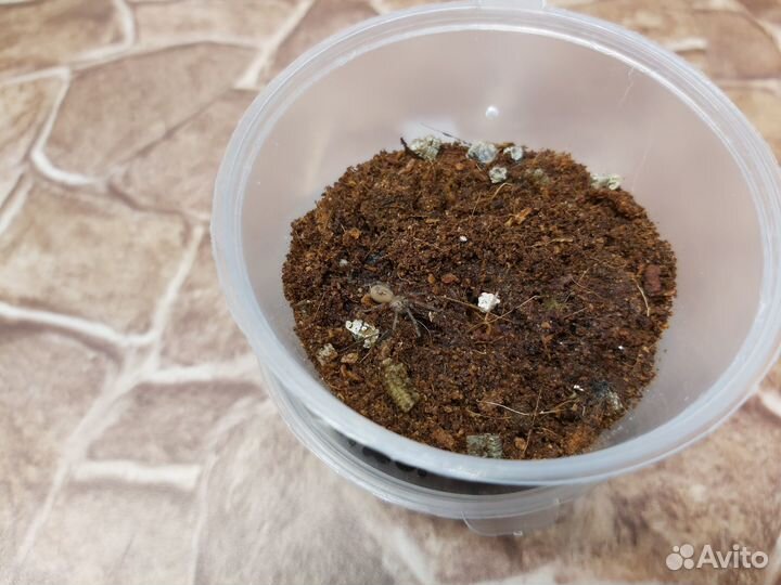 Пауки-птицееды разных видов