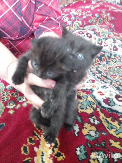 Отдам котят в добрые руки