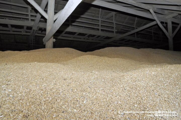 Зерно (пшеница, овес)