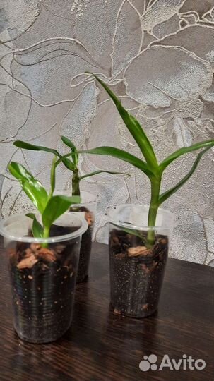 Дендробиум