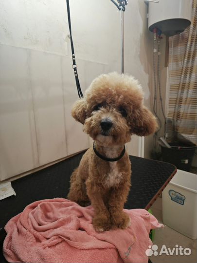 Груминг на Блиново