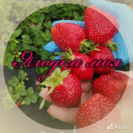 Продажа клубники свежая