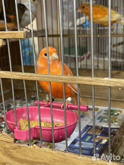 Кенар поющий