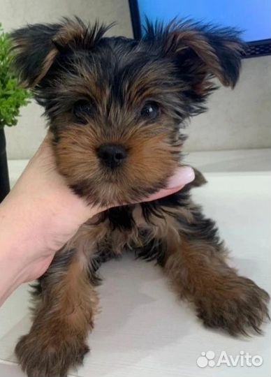 Девочки мини и стандарт