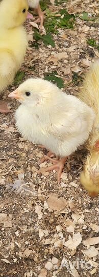 Утята муларды густая цыплята