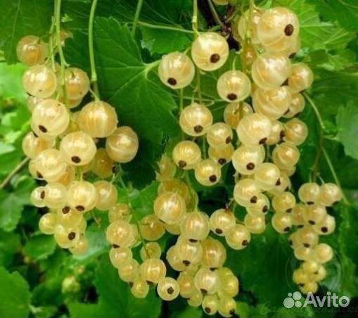 Смородина красная, белая, черная(укорененные черен