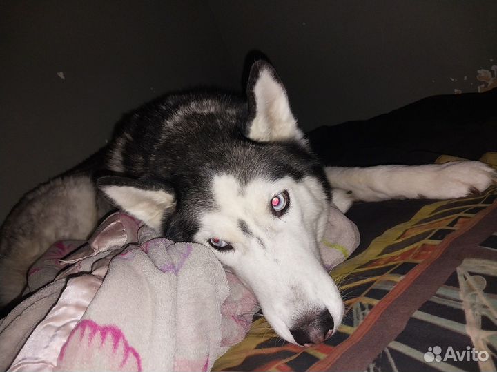 Сибирский хаски