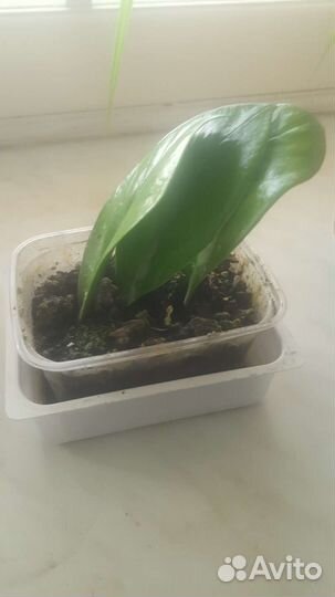 Замикулис-долоровое дерево