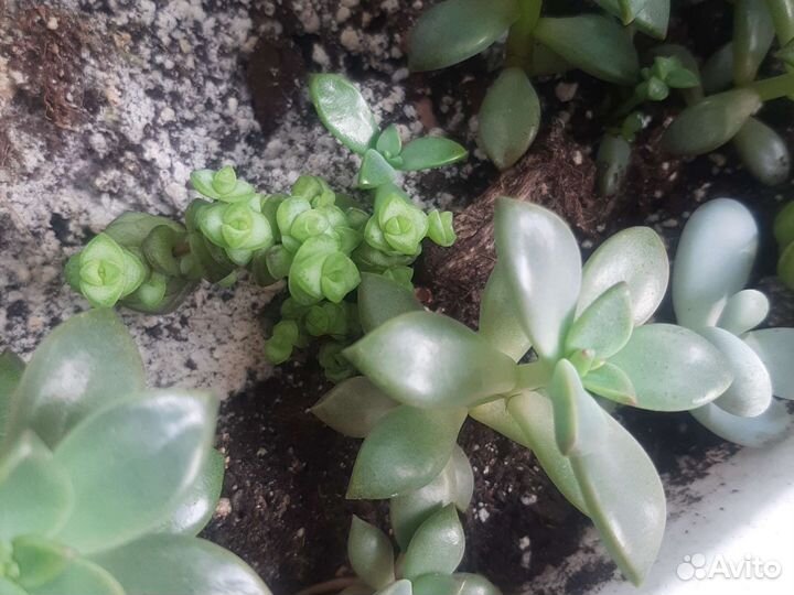 Очитки, пахифитумы и др