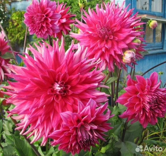 Клубни деленки георгины