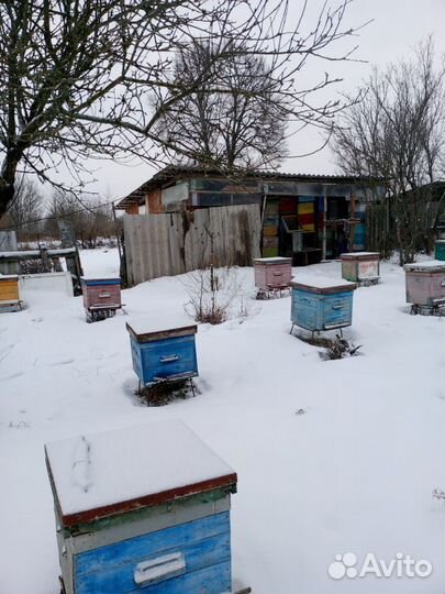 Продам пчелосемьи