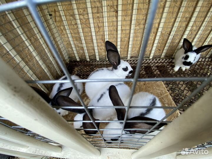 Кролик немецкий пестрый великан