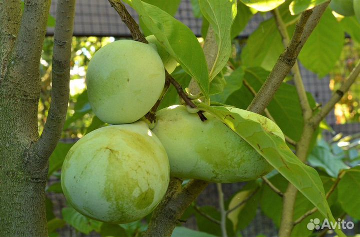 Азимина (Банановое дерево) семена