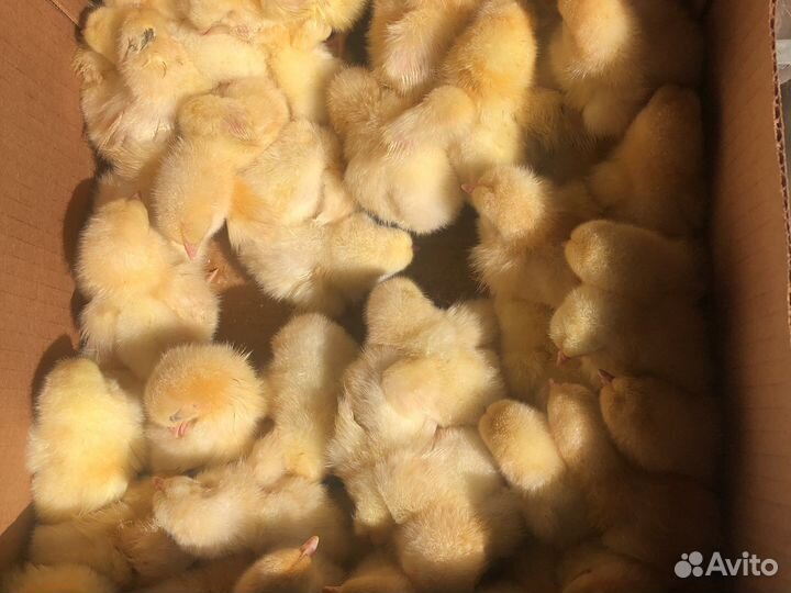 Цыплята суточные петушки