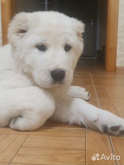 Среднеазиатская овчарка алабай