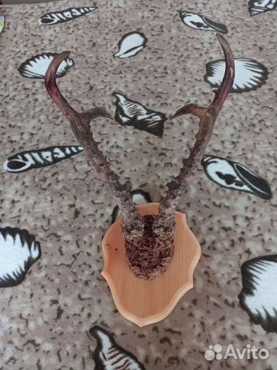 Рога косули