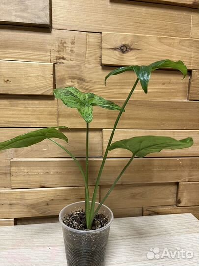 Сингониум мотя